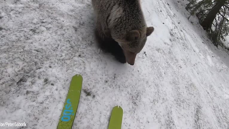Šokujúce video z Ďumbiera: Medveď sa hral s lyžiarovou paličkou, ten si s ním urobil selfie