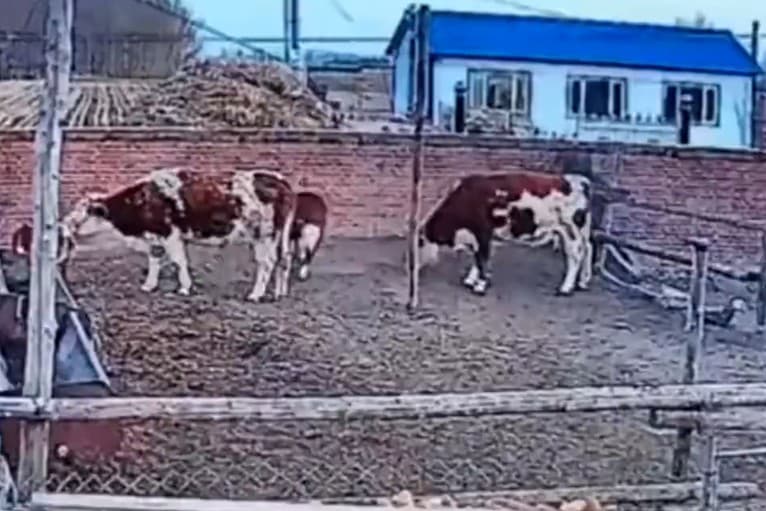 Teliatko sa bláznilo v ohrade, keď zrazu urobilo niečo šialené: Veľké kravy sa nestačili čudovať