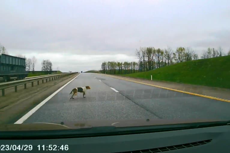 Šofér prudko zastavil kvôli psíkovi na ceste: Nasledovala hotová spúšť!
