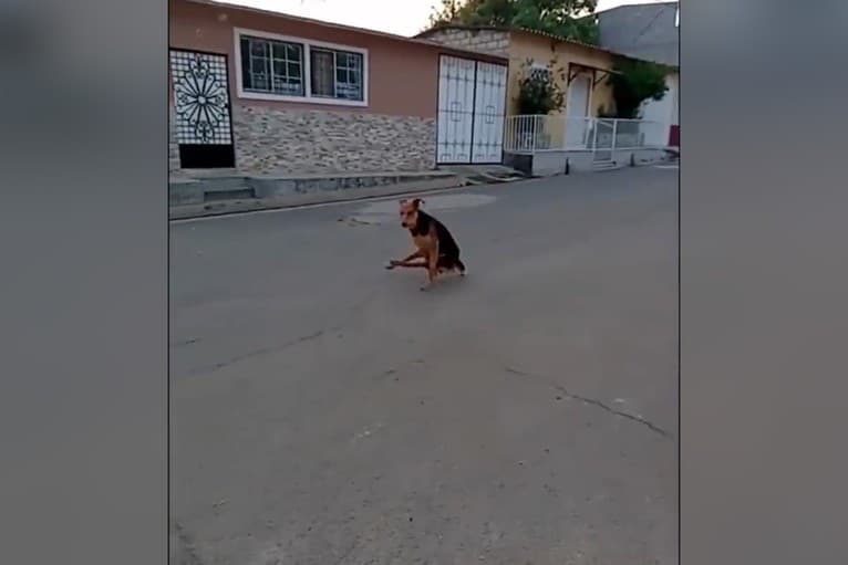 Pes na prvý pohľad vyzerá, že nevie ísť po zadných: Koniec videa vás dostane
