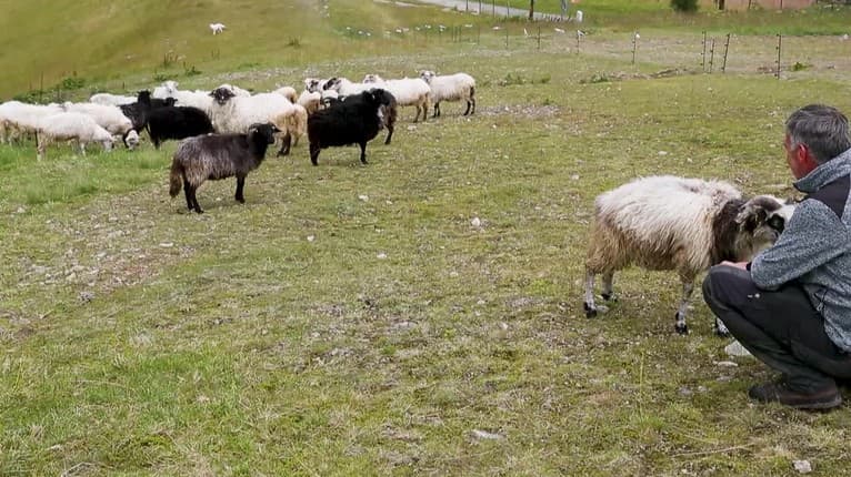 Unikátne miesto na Chopku chce vrátiť do hry ovcu valašku i tradície