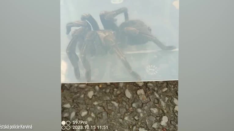 Nočná mora arachnofobikov: Na družstve našli pavúka, akého ste vo voľnej prírode ešte nevideli!