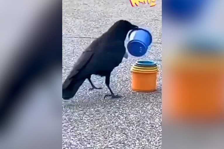 Iste viete, že vrany sú inteligentné, ale že až takto? Ohromí vás, čo stvára ten vták na videu!