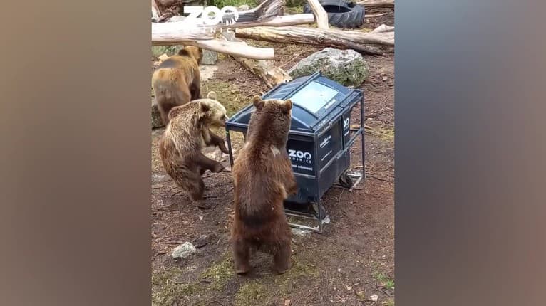Zoo Bojnice ukázala najobľúbenejšie video za rok 2023: Má cez 2 milióny pozretí! Aha, čo tam vyvádzajú ich medvede