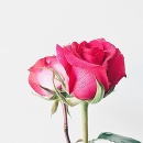 Ruža odjakživa vyjadruje lásku. 