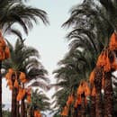 Datlové palmy so sladkými a zdravými pldmi