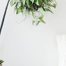 Dobre si rozmyslite, či si okolo postele umiestnite rastliny!
