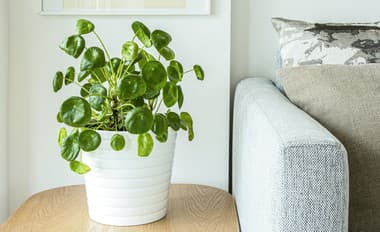 Kráľovná izbových rastlín: Táto zelená kráska vám domov pritiahne PENIAZE ako magnet!