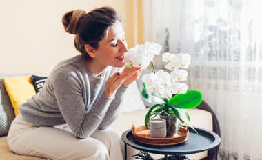 Na nádherne ROZVOŇANÝ byt nepotrebujete drahé osviežovače vzduchu: Ide to aj pomocou IZBOVÝCH rastlín! UKÁŽEME vám, ktoré si vybrať