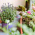 10 balkónových a záhradných rastlín, ktoré vám spestria zimu: Tieto KVITNÚ aj pri mínusových teplotách!
