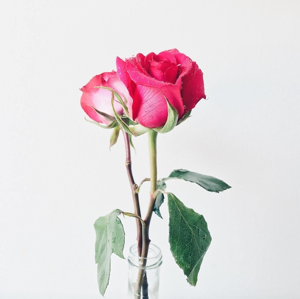 Ruža odjakživa vyjadruje lásku. 