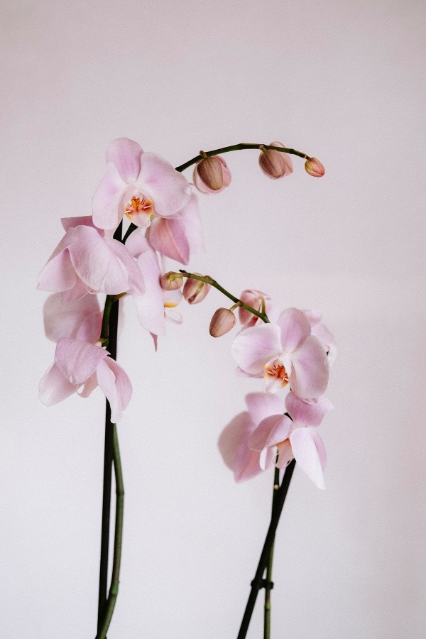 Orchidea je mimoriadne nenáročná, aj preto ju milujeme!