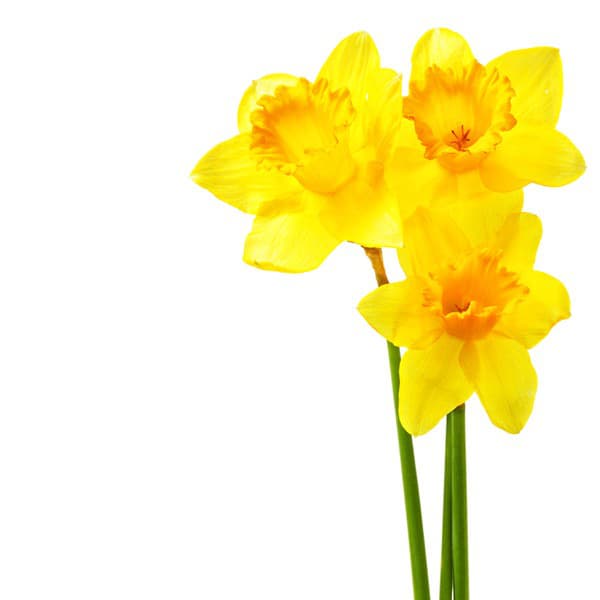 Narcis predstavuje nové začiatky, svetlo a vitalitu. 