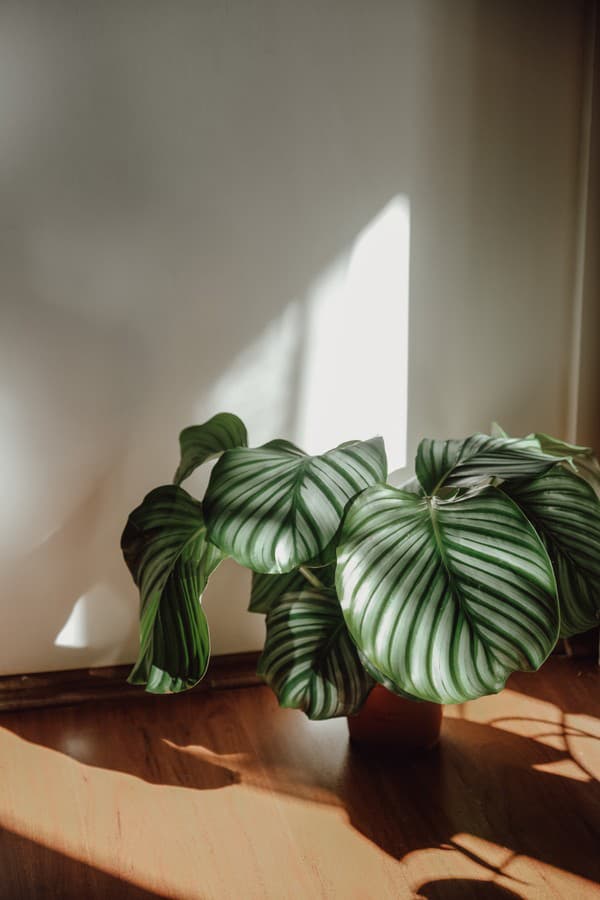 Calathea orbifolia je náročnejšia na pestovanie. 