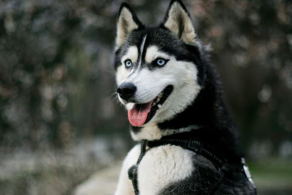 Sibírsky Husky.