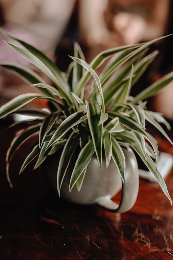 Zelenec (Chlorophytum) vás zbaví nadmernej vlhkosti v domácnosti. 