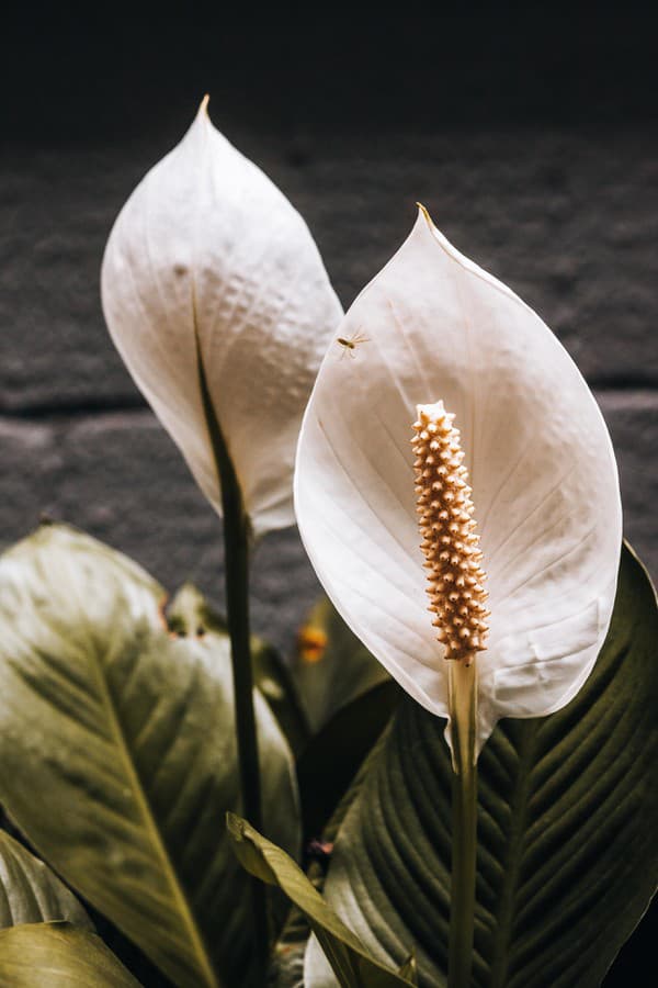 Lopatkovec (Spathiphyllum)