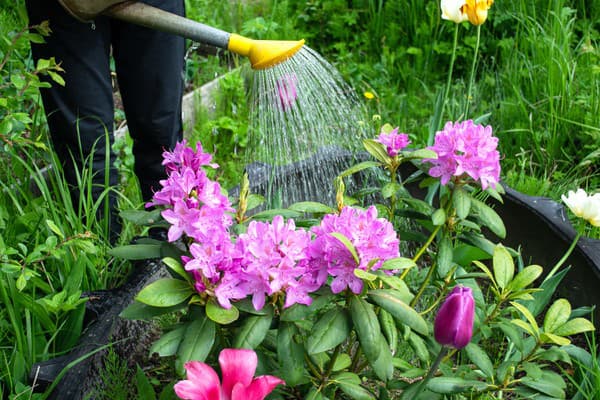 Kvety milujú dažďovú vodu.