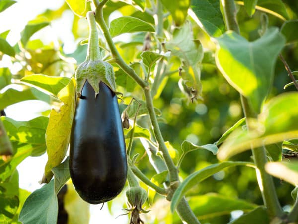 Plod je čiernej až fialovej farby, mäsitý a kultivovaný má v priemere cca 10 až 15 cm.